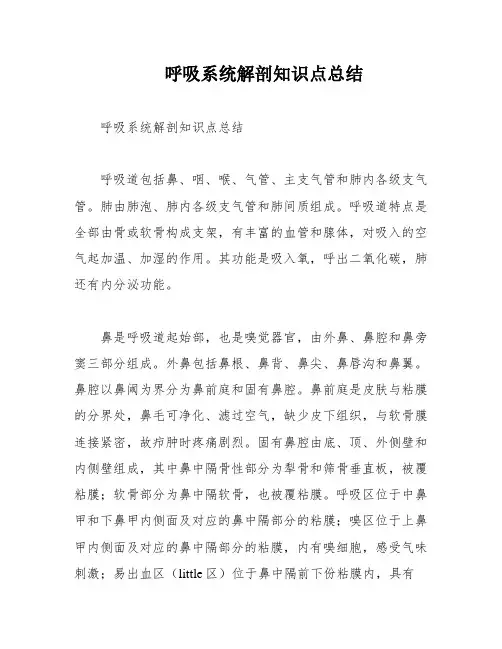 呼吸系统解剖知识点总结