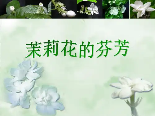 茉莉花欣赏ppt课件