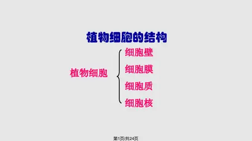 洋葱鳞片叶表皮细胞的结构PPT课件