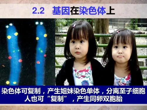 2.2基因在染色体上