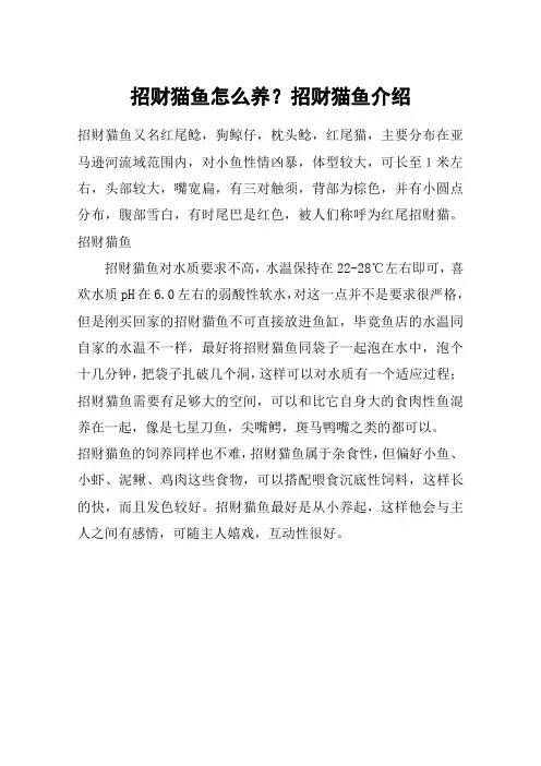 招财猫鱼怎么养？招财猫鱼介绍