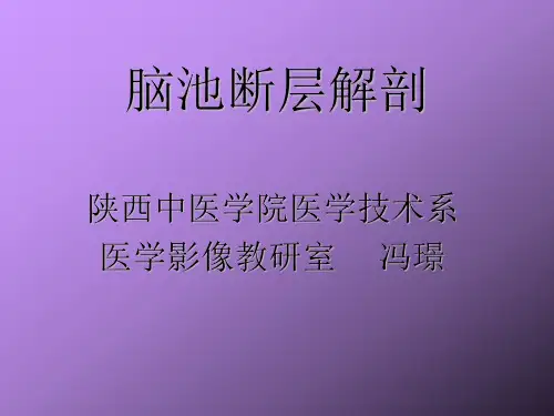 医学影像-脑池断层解剖 (1)