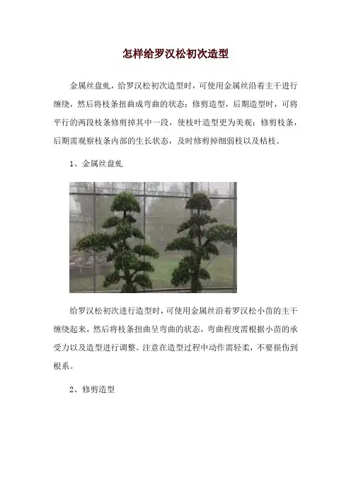 怎样给罗汉松初次造型_1