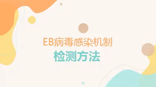 EB病毒感染机制及其检测方法