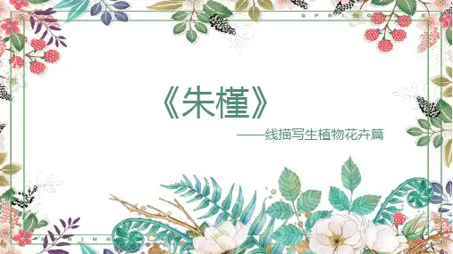 植物花卉—朱槿-课件