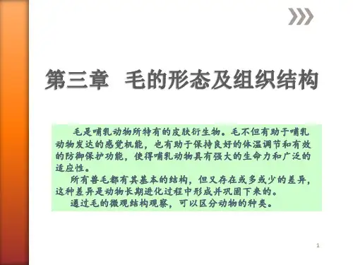 毛皮工艺学 第三章毛的形态.pptx