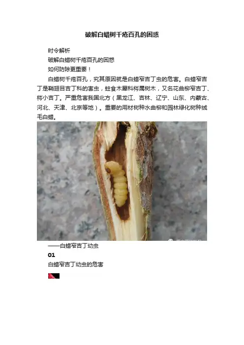 破解白蜡树千疮百孔的困惑