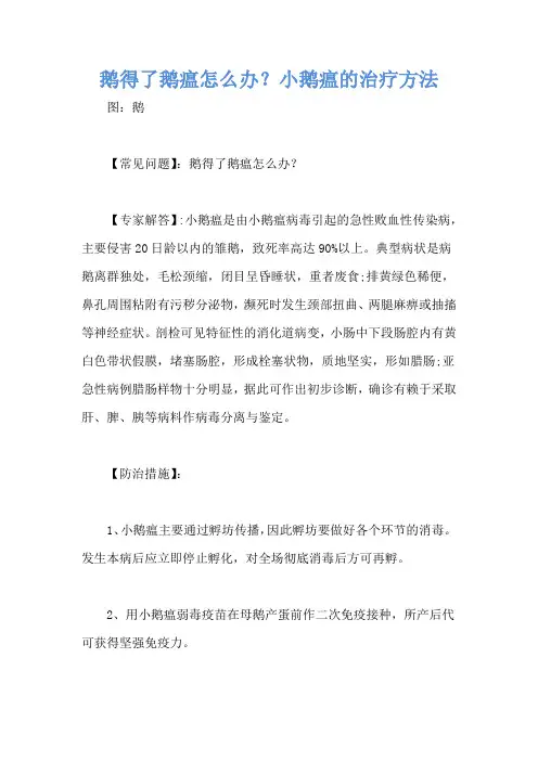 鹅得了鹅瘟怎么办？小鹅瘟的治疗方法