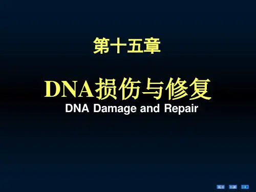 第15章DNA损伤与修复ppt课件