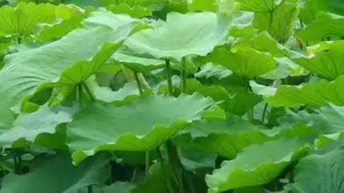 部编版小学语文一年级下册13《荷叶圆圆》(公开课课件)