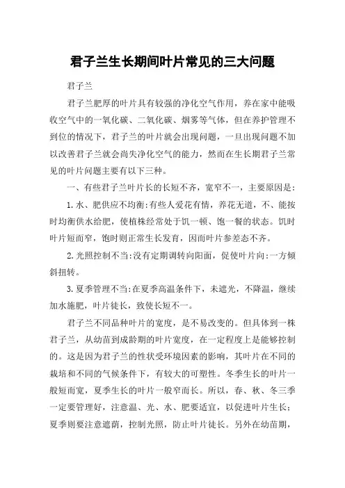 君子兰生长期间叶片常见的三大问题