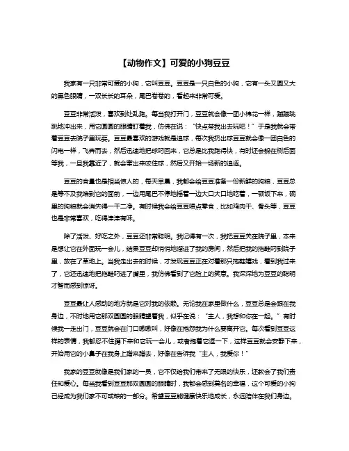 【动物作文】可爱的小狗豆豆
