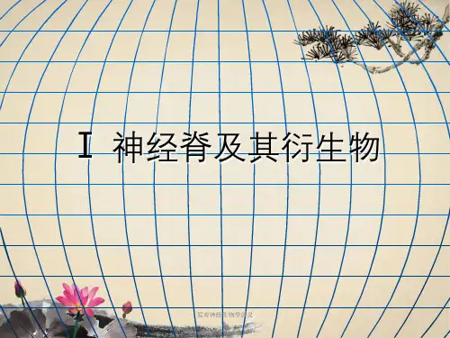 发育神经生物学讲义