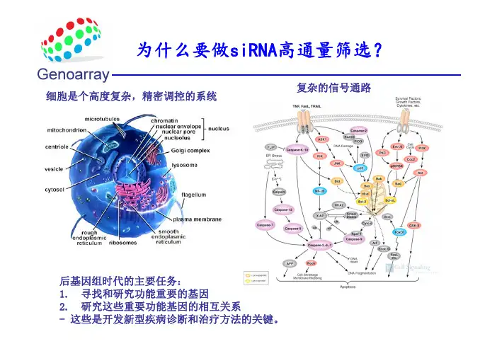 SiRNA高通量筛选