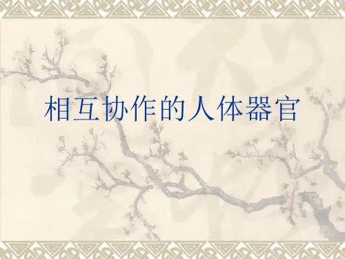 四年级上 相互协作的人体器官教科版实用PPT