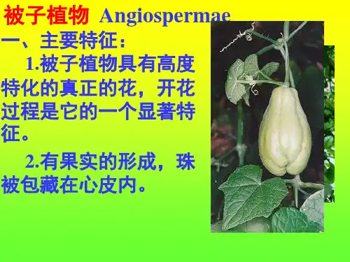 药用植物学(第十一章1)