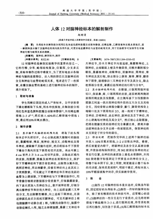 人体12对脑神经标本的解剖制作
