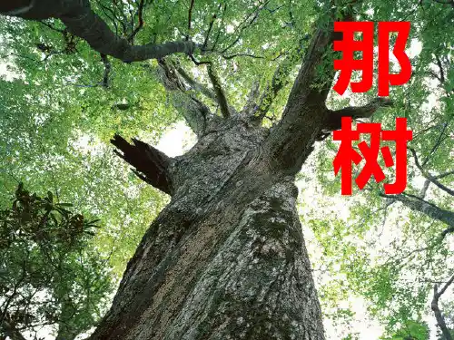 人教版新课标语文九下《那树》优秀教学课件：页PPT课件