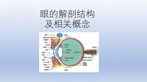 眼的解剖结构及相关概念