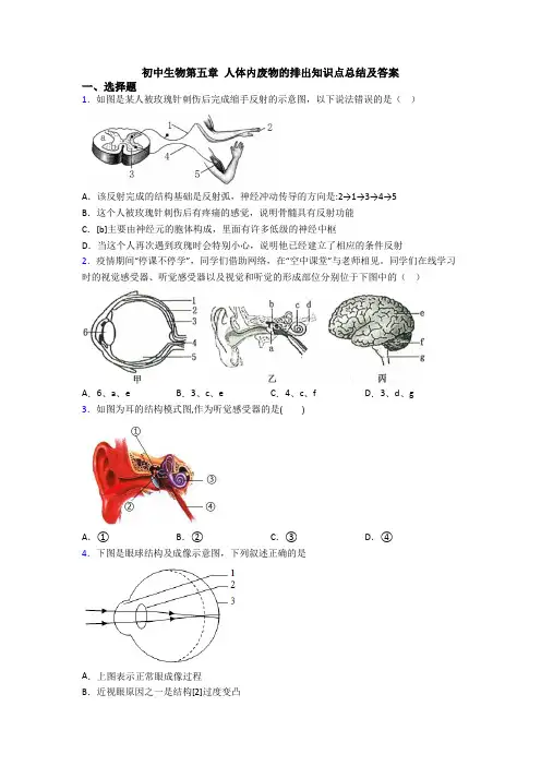初中生物第五章 人体内废物的排出知识点总结及答案