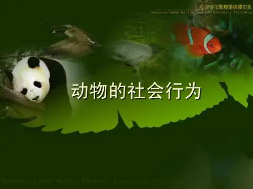 动物的社会行为