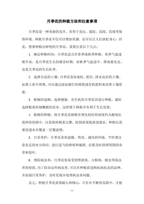 月季花的种植方法和注意事项