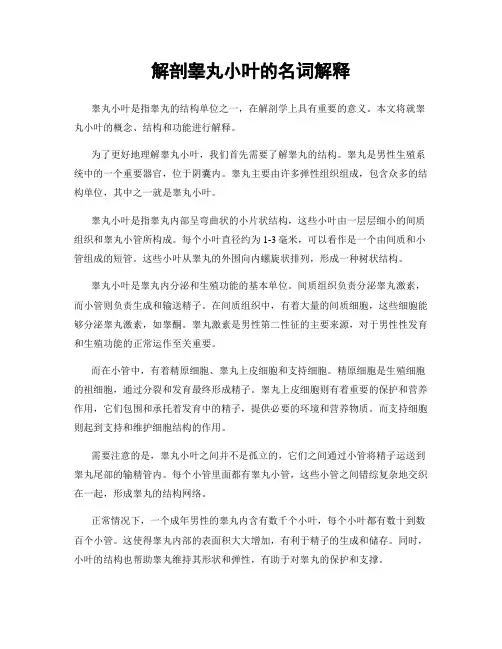 解剖睾丸小叶的名词解释