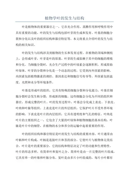 植物学叶的发生与结构