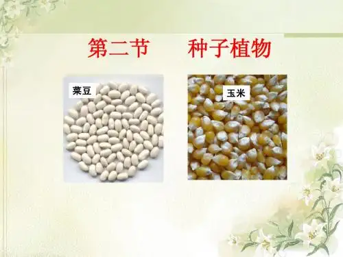 种子植物