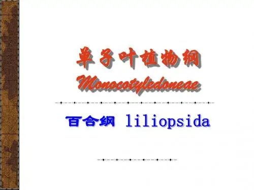 单子叶植物纲