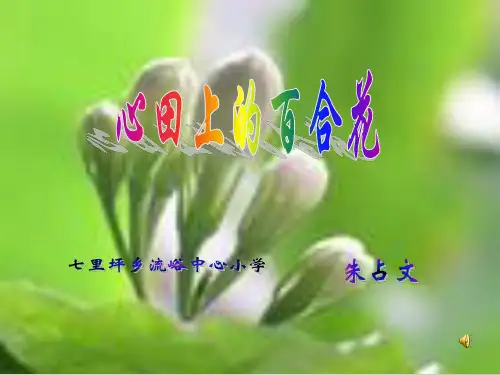 心田上的百合花.ppt