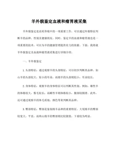 羊外貌鉴定血液和瘤胃液采集