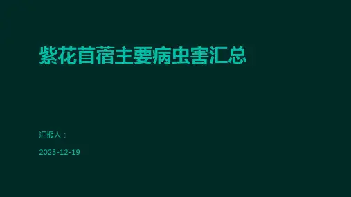 紫花苜蓿主要病虫害汇总