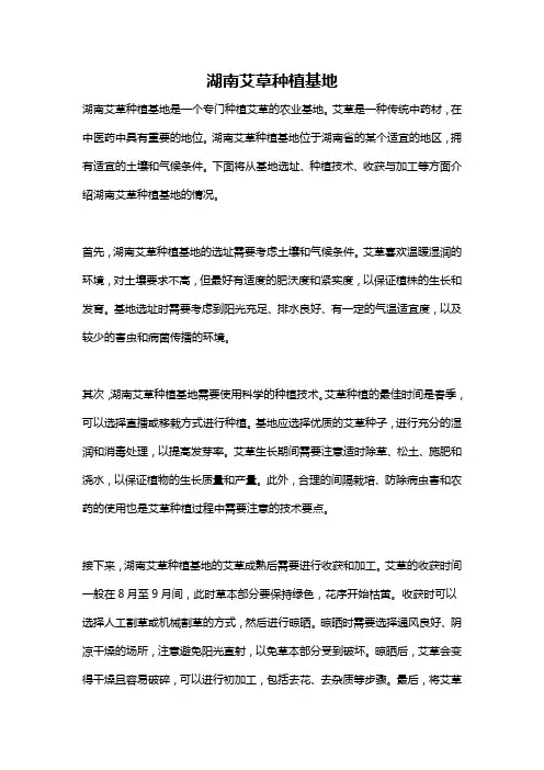 湖南艾草种植基地