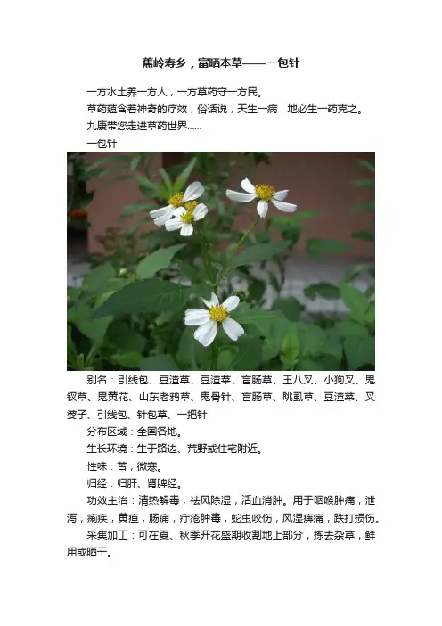 蕉岭寿乡，富晒本草——一包针