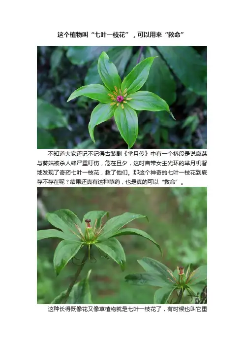 这个植物叫“七叶一枝花”，可以用来“救命”