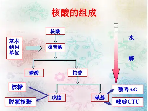 核酸的结构