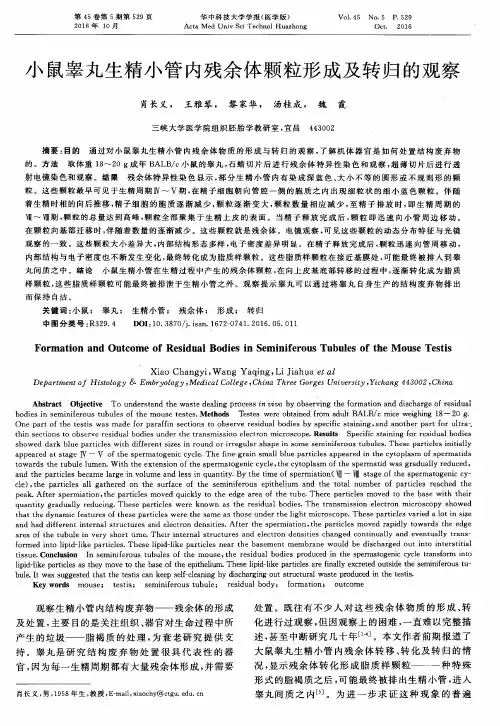 小鼠睾丸生精小管内残余体颗粒形成及转归的观察