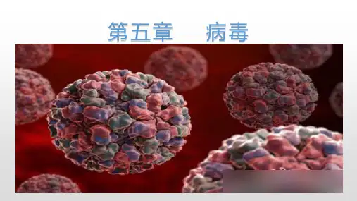 八年级上册生物课件    第五单元 第五章    病毒  (27张PPT)