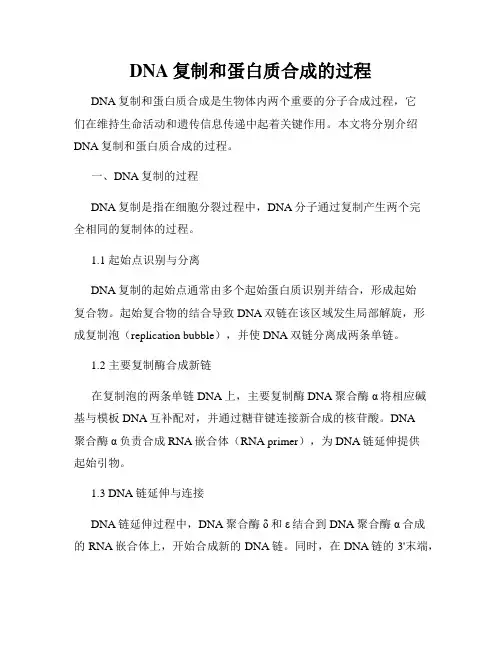 DNA复制和蛋白质合成的过程