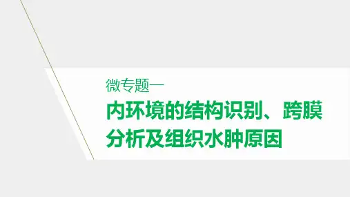 微专题一 内环境的结构识别、跨膜分析及组织水肿原因(课件)