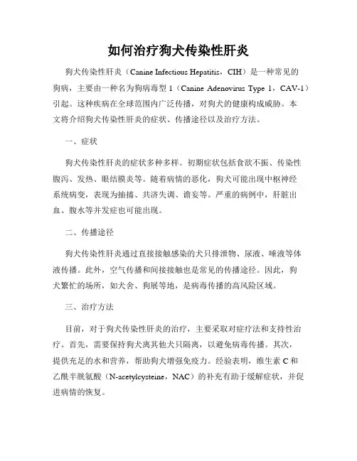 如何治疗狗犬传染性肝炎