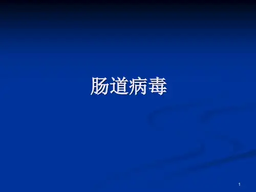 肠道病毒ppt课件