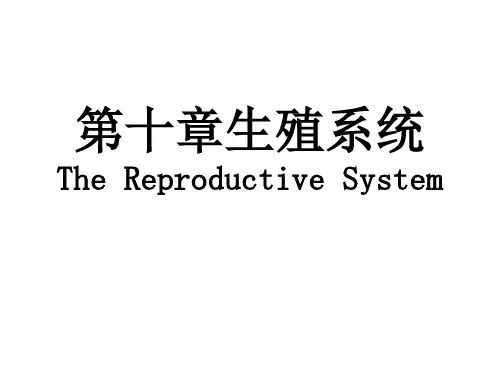 生殖系统