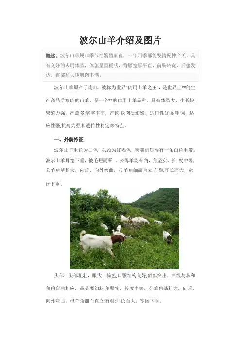 波尔山羊介绍及图片