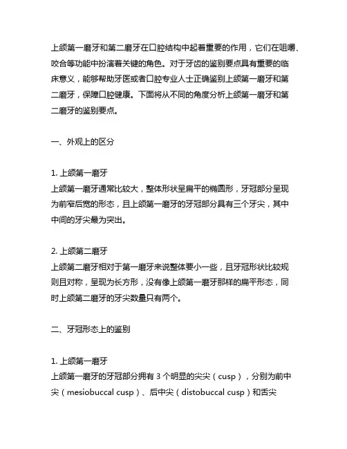 上颌第一磨牙和第二磨牙的鉴别要点