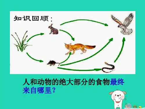人教版3.4《绿色植物是生物圈中有机物的制造者》课件(33张ppt)(优质版)