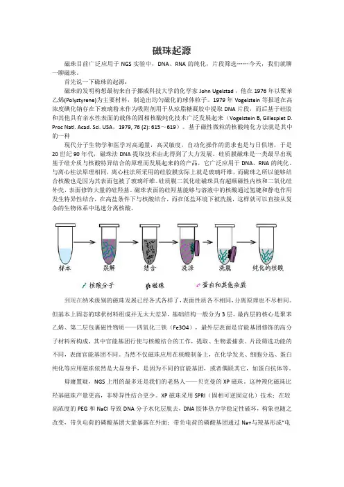 磁珠纯化DNA的原理