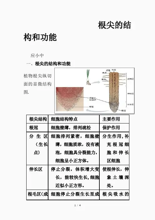 根尖的结构和功能(精品课件)