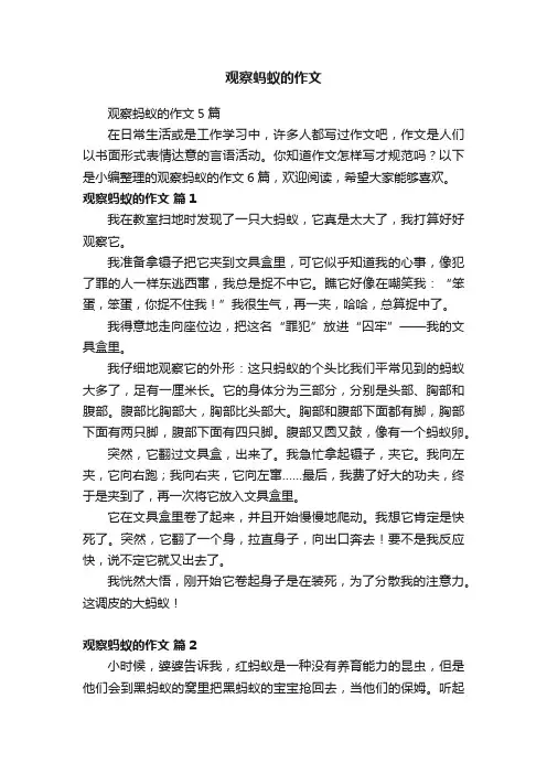 观察蚂蚁的作文